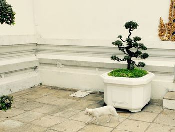 Cat walking by potted plant against white wall