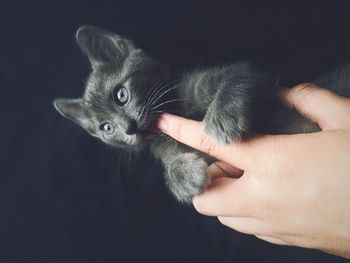 Cropped image of owner hand playing with kitten on bed