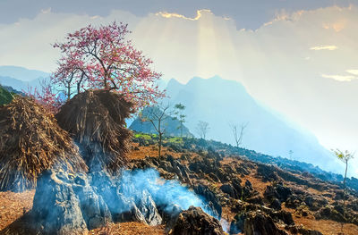 Scenic view of tree against sky