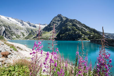 Scenic view of lake against clear blue sky