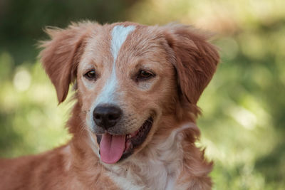 Close-up portrait of a dog