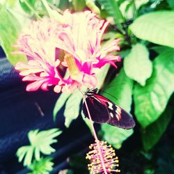 Close-up of pink flowers