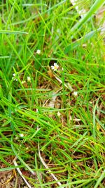 High angle view of bird on grass