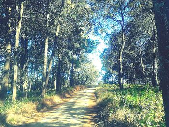 Trees in forest