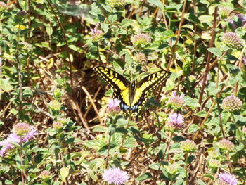 Butterfly pollinating flower