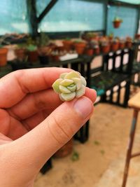 Close-up of hand holding tomato