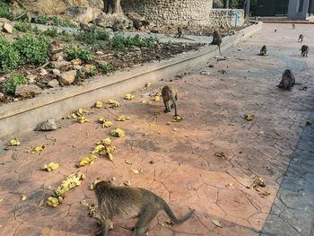 High angle view of cats on footpath