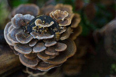 Close-up of mushroom growing on tree