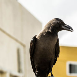 Close-up of bird perching outdoors