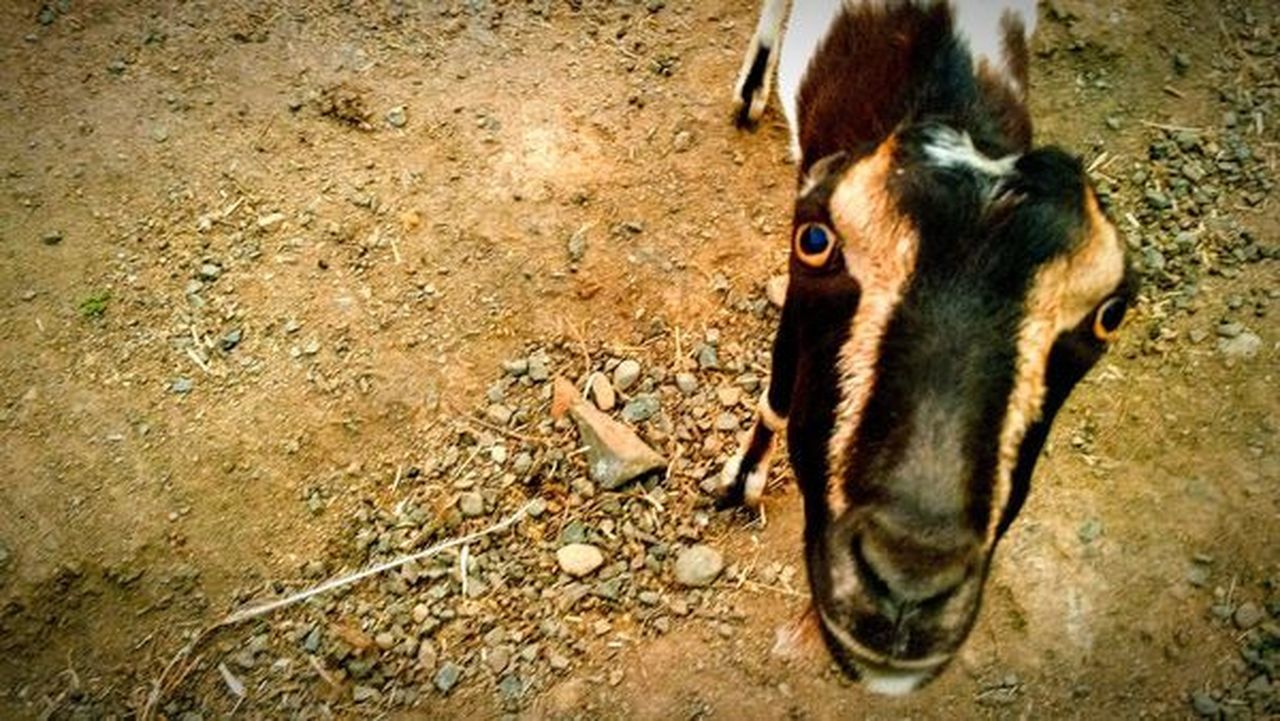 HIGH ANGLE VIEW OF HORSE