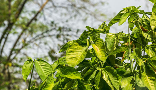 Close-up of fresh green leaves on tree