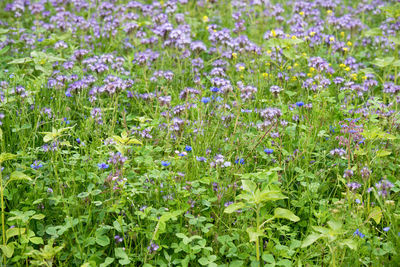 Full frame shot of purple flowering plants on field