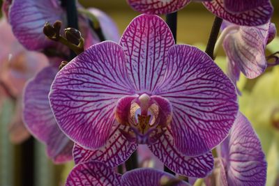 Close-up of purple flowers blooming outdoors