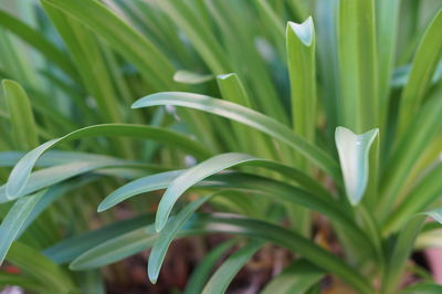 Close-up of fresh green plant