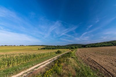 Scenic view of agricultural field against blue sky