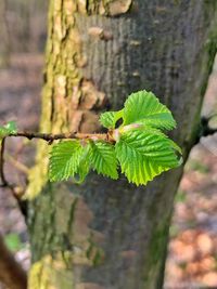 Close-up of green leaf on tree trunk
