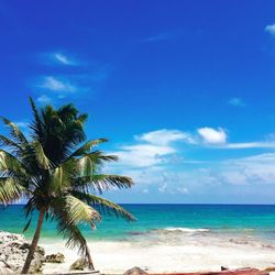 Palm tree on beach against blue sky