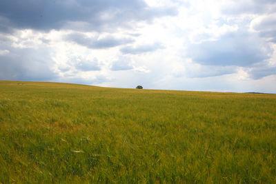 Scenic view of agricultural field against sky