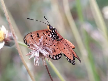 Close-up of butterfly pollinating flower