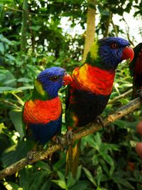 Close-up of parrot perching on branch