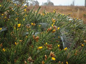 Close-up of plants growing on field