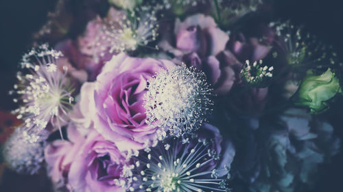Close-up of purple flowers
