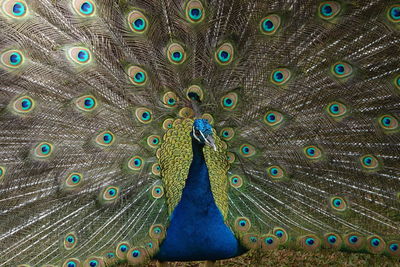 peacock