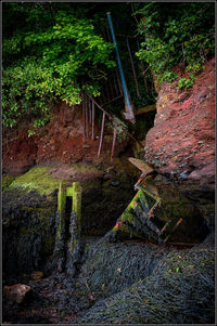 Moss growing on rock in forest