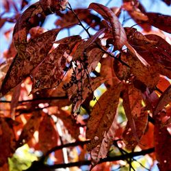 Low angle view of tree leaves during autumn