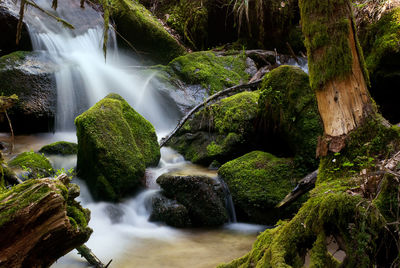 Scenic view of waterfall in forest