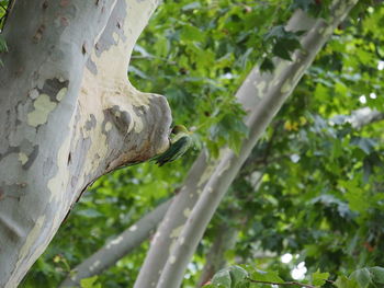 Close-up of tree trunk