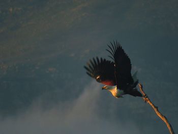 Silhouette of bird flying in sky