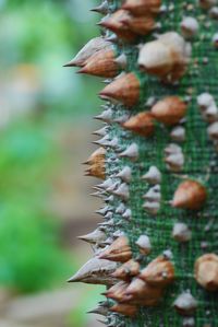 Close-up of thorns at tree