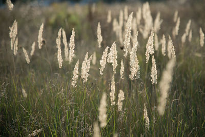 Close-up of plant in field