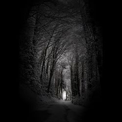 Empty road amidst trees in forest at night