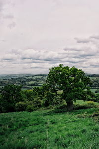 Trees on field against sky