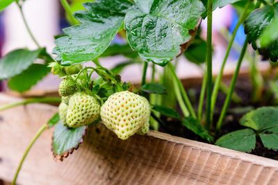 Raw white strawberries in a garden wooden box in a raining day, with small water drops