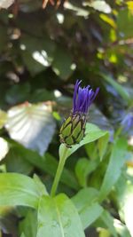 Close-up of butterfly pollinating on flower