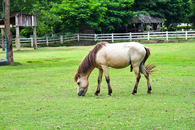 Horse grazing in field