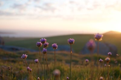 Close-up of purple flowering plants on field