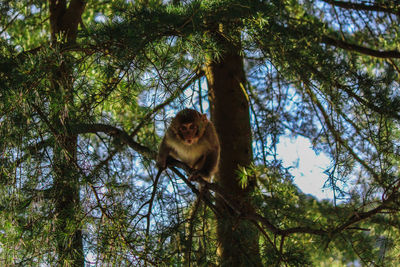 Portrait of a monkey sitting on tree