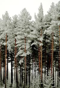 Trees in forest during winter