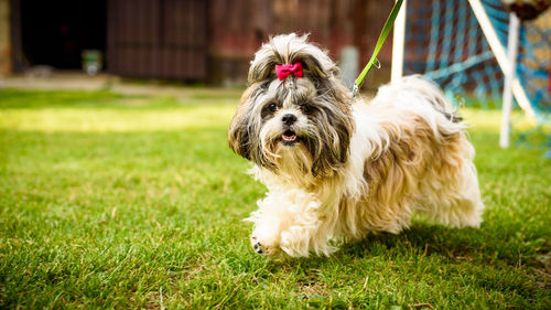 Portrait of a dog on field