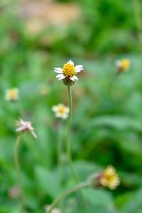 Close-up of yellow flowering plant