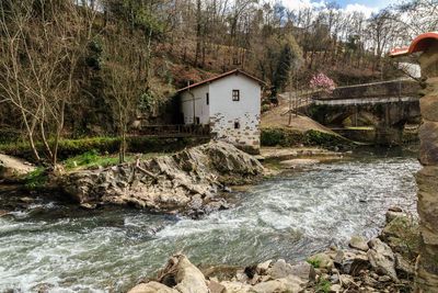 Scenic view of river in forest