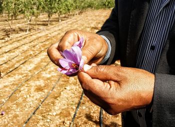 Close-up of hand holding purple flower