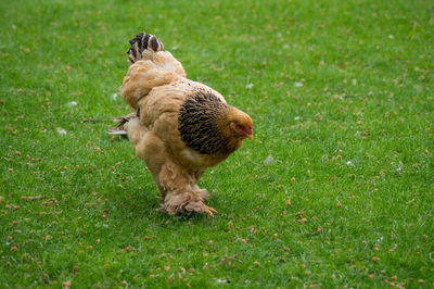 High angle view of cochin hen chicken on grass