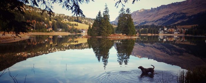 Reflection of trees in water