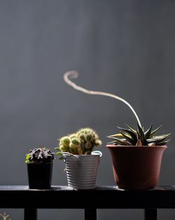 Close-up of potted plants on table