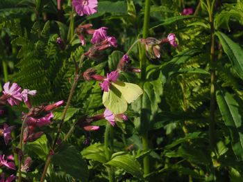 Close-up of pink flowering plants